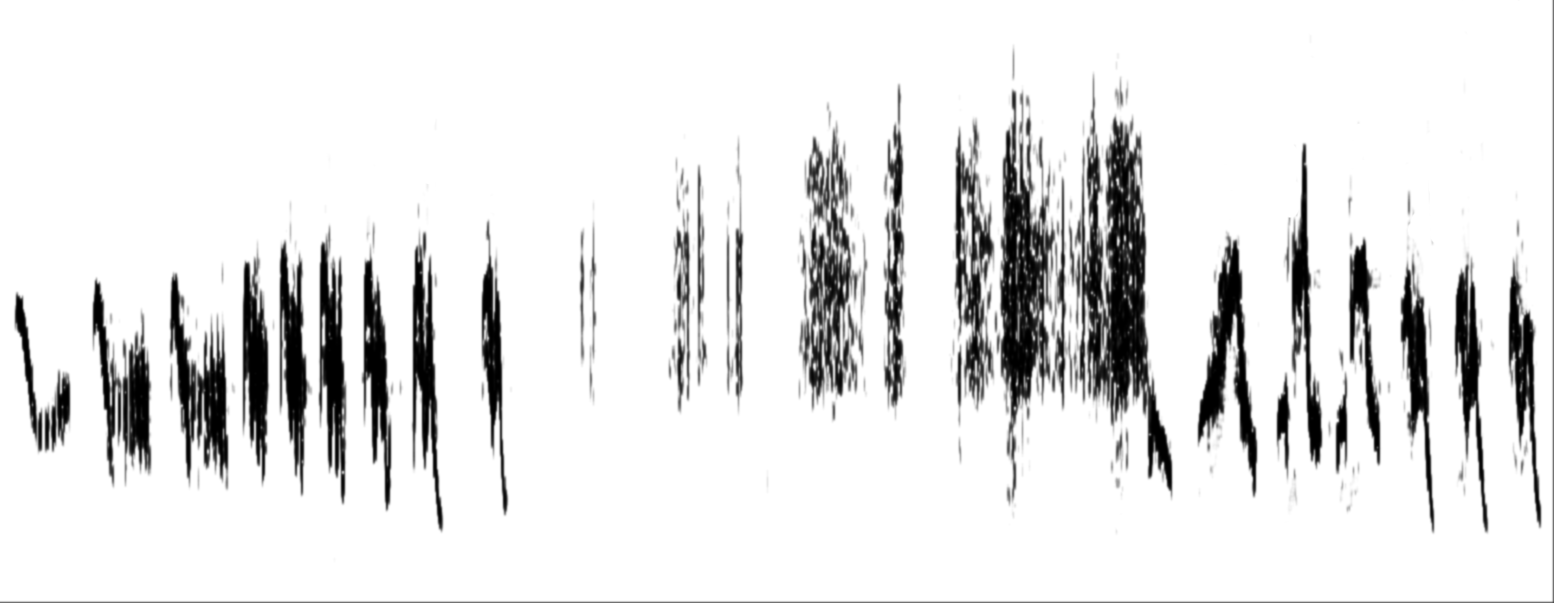 Sonagramme n°2 du chant de Rougequeue noir, haute résolution